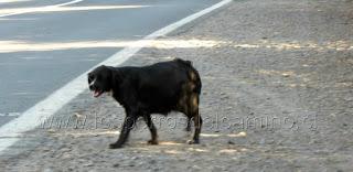 Perrita preñada en el abandono