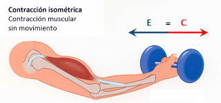 Sistema muscular II: el músculo como órgano Sistema muscular II: el músculo como órgano