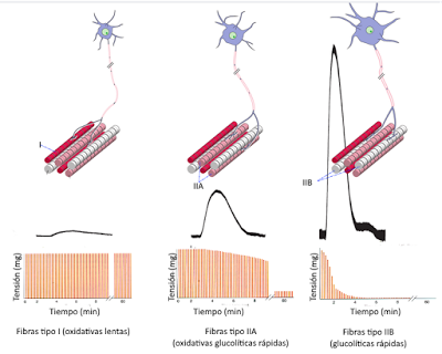 Sistema muscular II: el músculo como órgano Sistema muscular II: el músculo como órgano