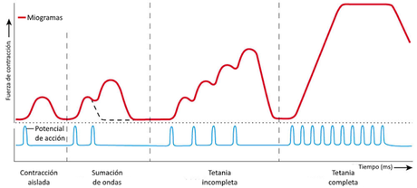 Sistema muscular II: el músculo como órgano Sistema muscular II: el músculo como órgano