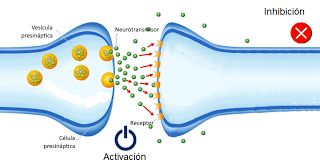Sistema muscular II: el músculo como órgano Sistema muscular II: el músculo como órgano