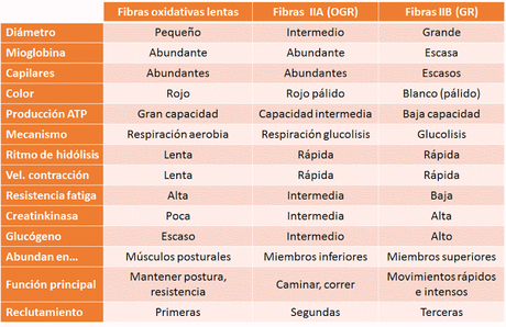 Sistema muscular II: el músculo como órgano Sistema muscular II: el músculo como órgano