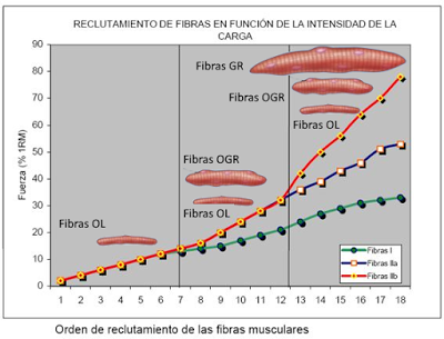 Sistema muscular II: el músculo como órgano Sistema muscular II: el músculo como órgano
