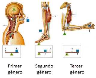 Sistema muscular II: el músculo como órgano Sistema muscular II: el músculo como órgano