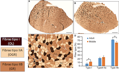 Sistema muscular II: el músculo como órgano Sistema muscular II: el músculo como órgano