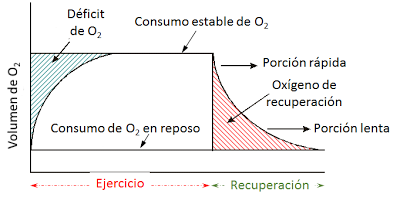 Sistema muscular II: el músculo como órgano Sistema muscular II: el músculo como órgano