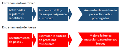Sistema muscular II: el músculo como órgano Sistema muscular II: el músculo como órgano