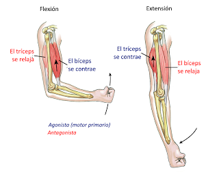 Sistema muscular II: el músculo como órgano Sistema muscular II: el músculo como órgano
