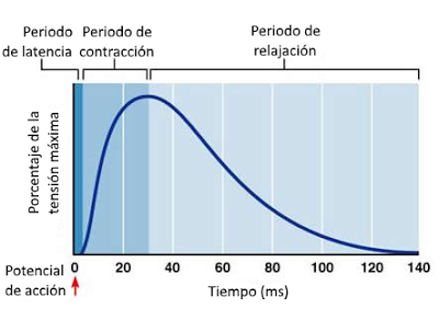 Sistema muscular II: el músculo como órgano Sistema muscular II: el músculo como órgano