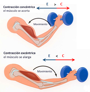 Sistema muscular II: el músculo como órgano Sistema muscular II: el músculo como órgano