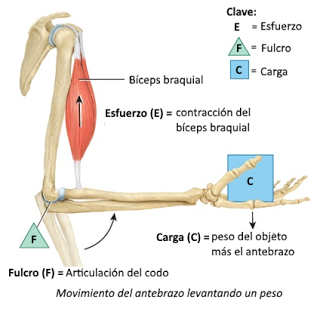 Sistema muscular II: el músculo como órgano Sistema muscular II: el músculo como órgano