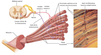Sistema muscular II: el músculo como órgano Sistema muscular II: el músculo como órgano