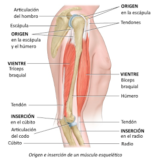 Sistema muscular II: el músculo como órgano Sistema muscular II: el músculo como órgano