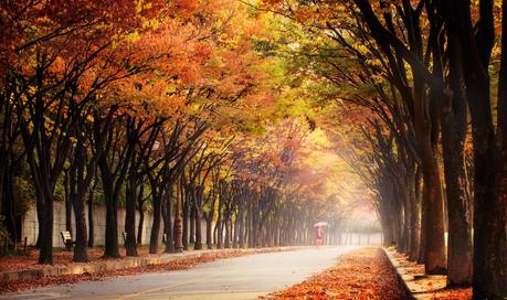 Walk in the Autumn de Jaewoon U en 500px.com