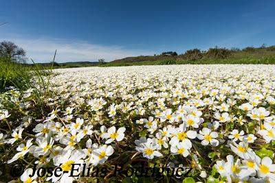 Abril Abril