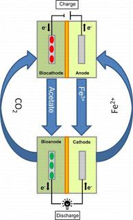 ¿Baterías biológicas? Estas bacterias pueden crear un mundo basado en energías renovables ¿Baterías biológicas? Estas bacterias pueden crear un mundo basado en energías renovables