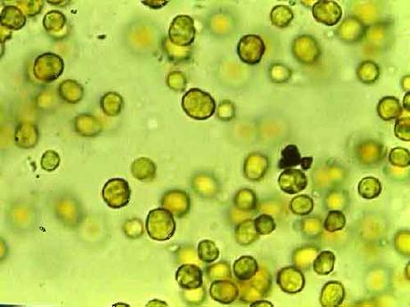 Bacterias se aliaron a algas para crear nuevas especies hace 90 millones de años Bacterias se aliaron a algas para crear nuevas especies hace 90 millones de años