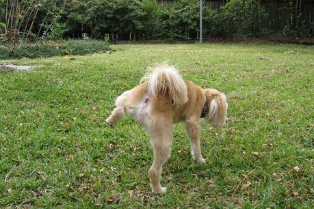 Sigue estos tips para enseñar a tu perro a hacer sus necesidades fuera de casa