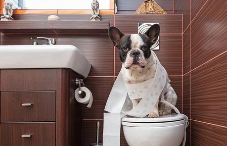 Cómo enseñar a un perro a hacer sus necesidades. Consejos. Hay ciertas cosas que podemos hacer para enseñar a nuestros cachorros a usar el baño