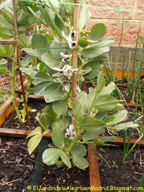 Té de cáscara de plátano. Una buena forma de aportar potasio (K) a nuestras plantas en flor o fruto Té de cáscara de plátano. Una buena forma de aportar potasio (K) a nuestras plantas en flor o fruto