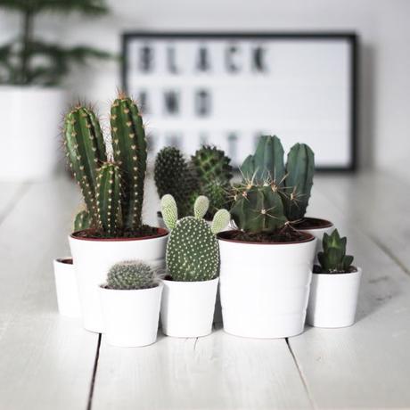 Los cactus me encantan y son mis plantas preferidas. No necesitan muchos mimos y crecen sin problemas.: 