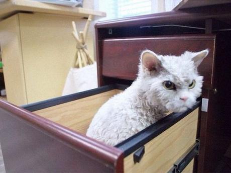 Albert, el gato más enfadado de Internet. El gato más enfadado de Internet