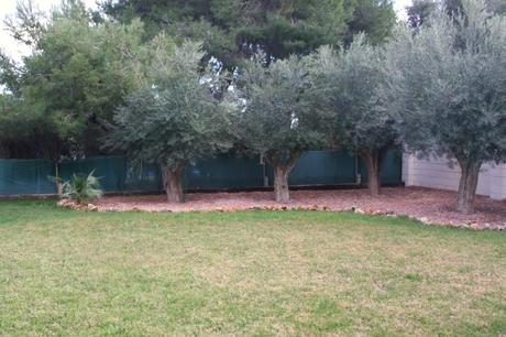 El césped, de otoño a primavera El césped, de otoño a primavera