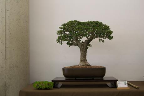 Exposición de la ASOCIACIÓ BONSAI DEL VALLES a Can Palet 2016