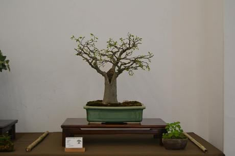 Exposición de la ASOCIACIÓ BONSAI DEL VALLES a Can Palet 2016