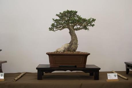 Exposición de la ASOCIACIÓ BONSAI DEL VALLES a Can Palet 2016