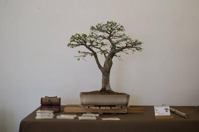 Exposición de la ASOCIACIÓ BONSAI DEL VALLES a Can Palet 2016