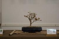 Exposición de la ASOCIACIÓ BONSAI DEL VALLES a Can Palet 2016