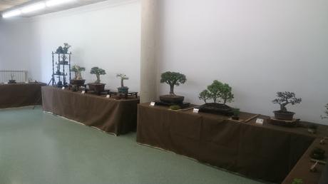 Exposición de la ASOCIACIÓ BONSAI DEL VALLES a Can Palet 2016