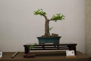 Exposición de la ASOCIACIÓ BONSAI DEL VALLES a Can Palet 2016