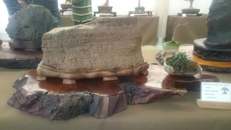 Exposición de la ASOCIACIÓ BONSAI DEL VALLES a Can Palet 2016