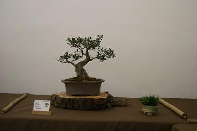 Exposición de la ASOCIACIÓ BONSAI DEL VALLES a Can Palet 2016