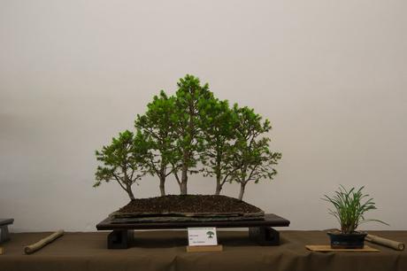 Exposición de la ASOCIACIÓ BONSAI DEL VALLES a Can Palet 2016