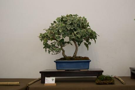 Exposición de la ASOCIACIÓ BONSAI DEL VALLES a Can Palet 2016