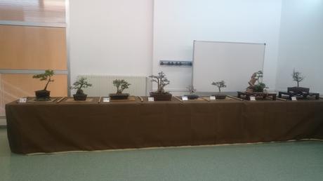 Exposición de la ASOCIACIÓ BONSAI DEL VALLES a Can Palet 2016