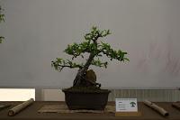 Exposición de la ASOCIACIÓ BONSAI DEL VALLES a Can Palet 2016