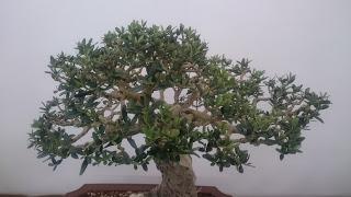 Exposición de la ASOCIACIÓ BONSAI DEL VALLES a Can Palet 2016