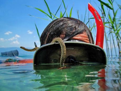 20 Fotógrafos que están dispuestos a todo por la toma perfecta fotografos-foto-perfecta (11)