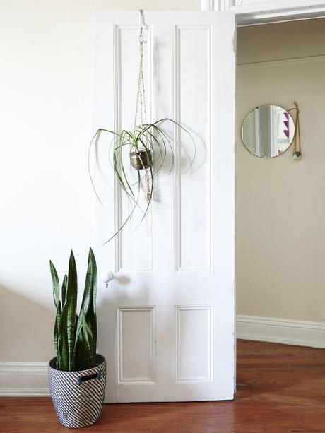 Decoración Fresca y Suave con plantas Decoración Fresca y Suave con plantas