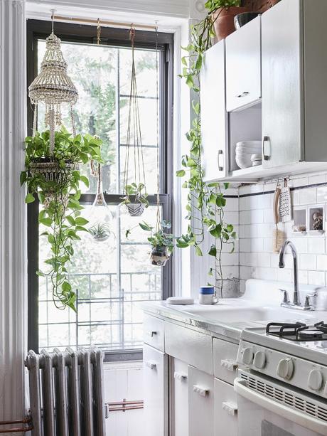 Decoración Fresca y Suave con plantas Decoración Fresca y Suave con plantas