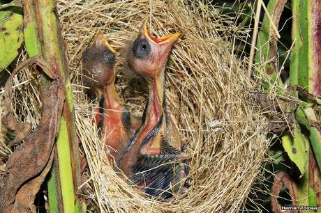 Pichones de corbatita común