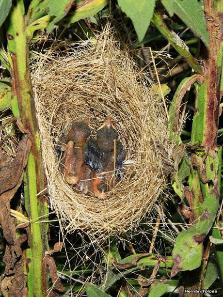 Pichones de corbatita común