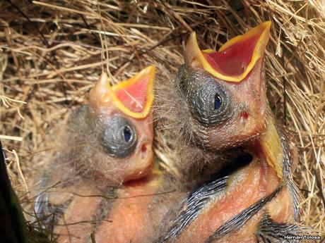 Pichones de corbatita común