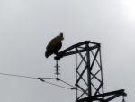 Instinto animal 160413 instinto 2
