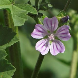 Malva: Descubre su secreto de belleza.