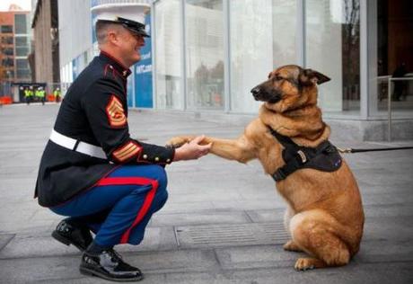 Lucca, el perro que perdió una pata y recibió una medalla al valor. Lucca, perro condecorado con medalla militar